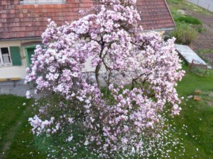 magnolienbaum